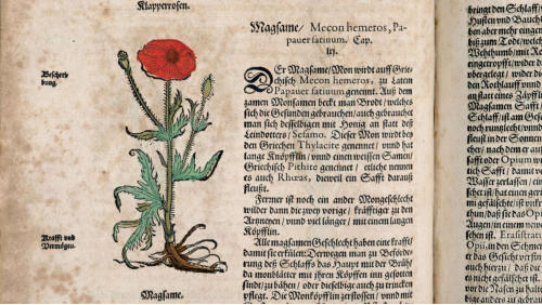 Der Klatschmohn (Papaver rhoeas), auch Mohnblume oder Klatschrose genannt, ist eine Pflanzenart aus der Gattung Mohn (Papaver) innerhalb der Familie der Mohngewchse (Papaveraceae). 